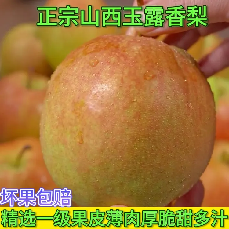 正宗山西玉露香梨新鲜水果口感脆甜爽口多汁净重5斤发货精选大果