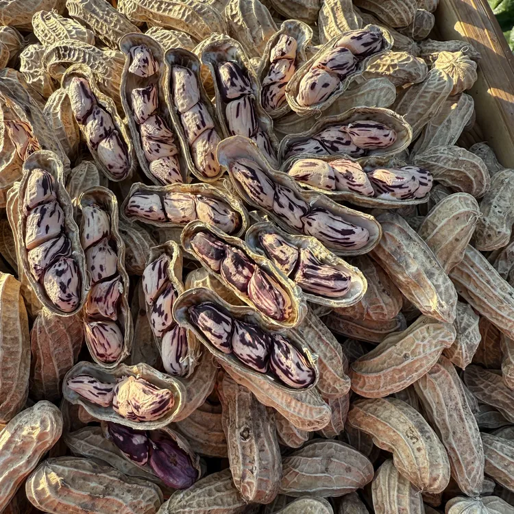 大理七彩花生香甜可口干花生原味农家自种晒干富含花青素生吃煲汤