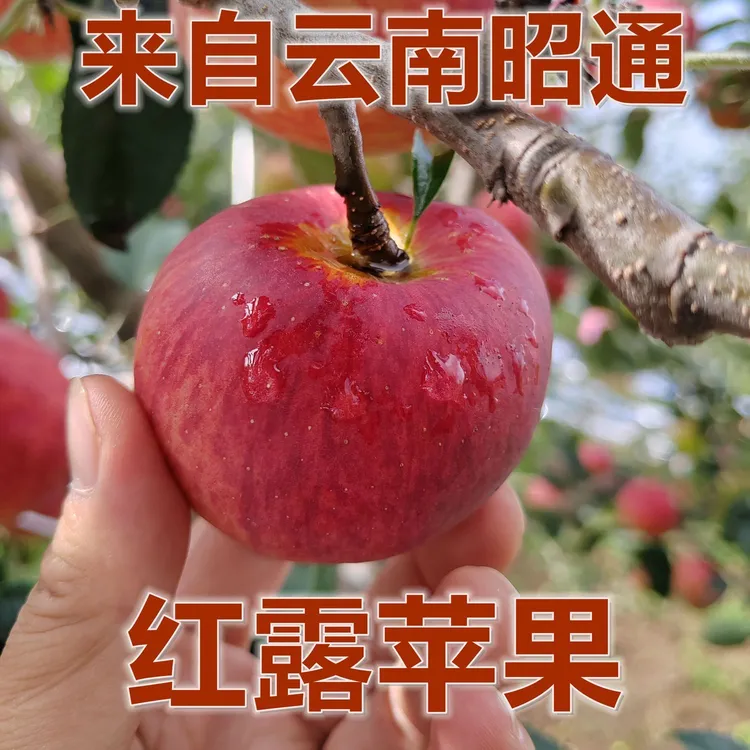 云南昭通红露丑苹果5斤9斤装现摘现发新鲜营养云南昭通正宗丑苹果