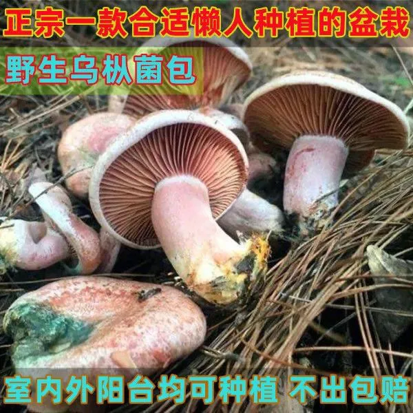 【野生树枞菌】乌枞菌原种菌包松菌青碟菌黄枞菌松枞人工种植菌包