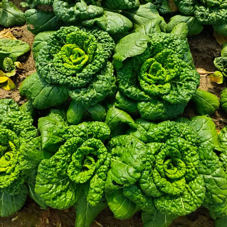 新鲜黄心菜安徽黄心乌塌菜火锅蔬菜卷心菜当季脆嫩青菜