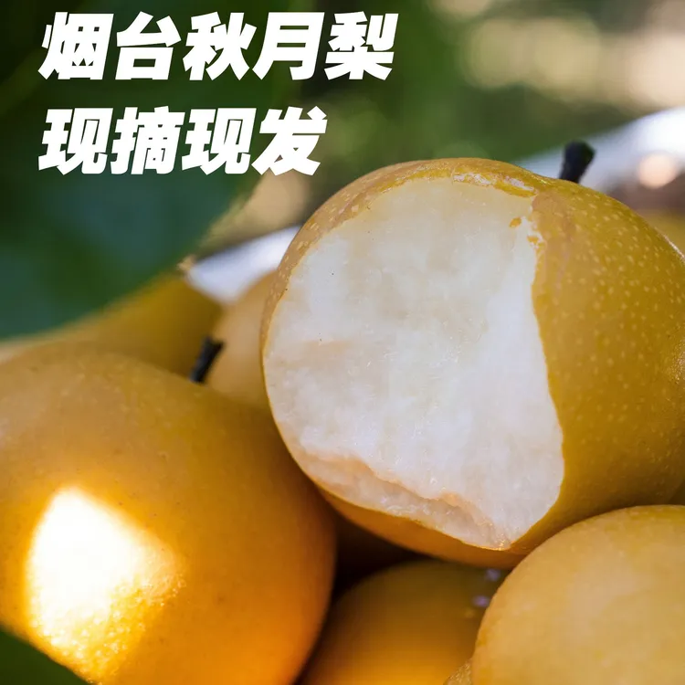 【莱阳】烟台产区秋月梨山东秋月梨礼盒新鲜当季水果中秋送礼