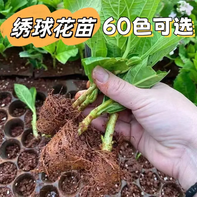 【10棵绣球花苗】无尽夏盆栽花苗四季开花绣球花苗绿植八仙花花苗