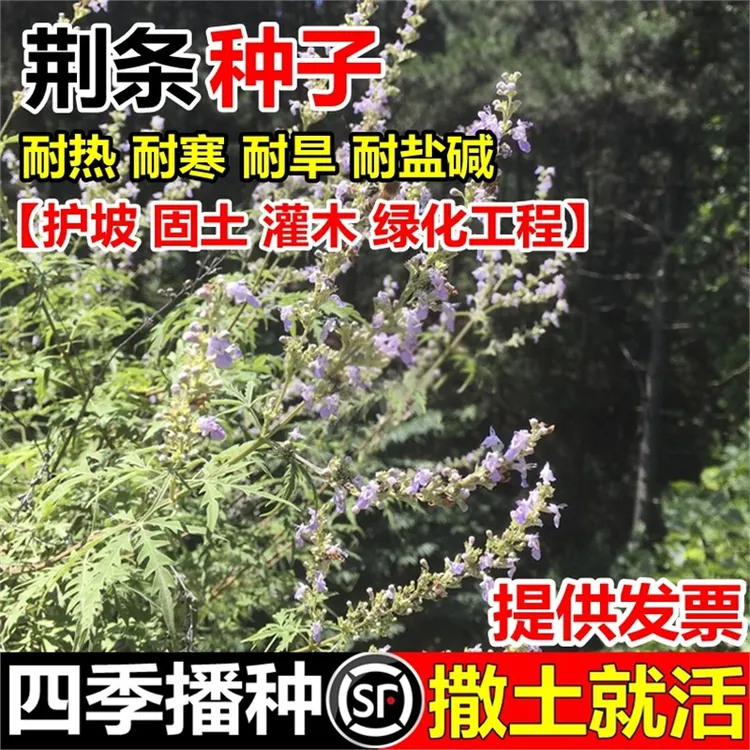 黄荆条种子牡荆五指风五指柑黄荆柴黄金子护坡蜜源养蜂杜荆花种籽