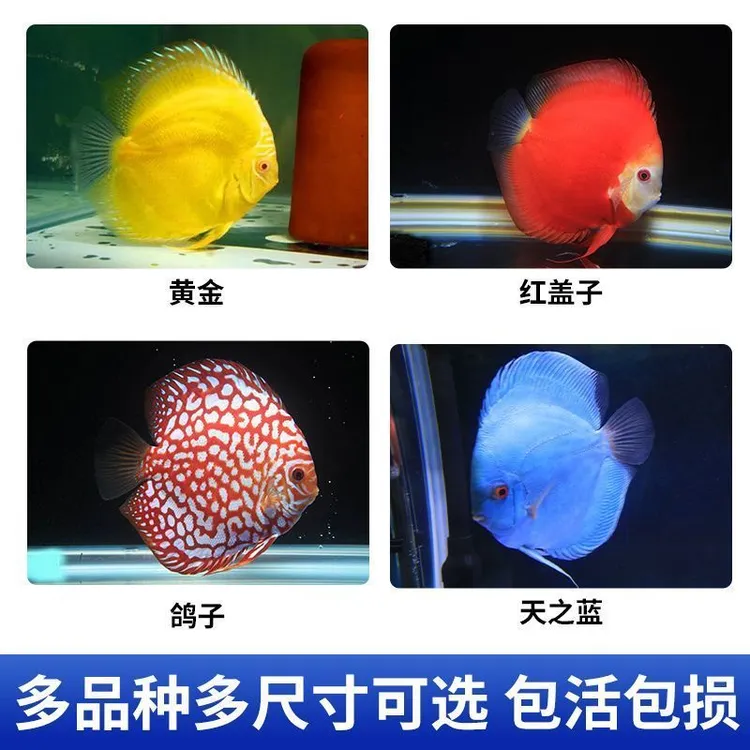 七彩神仙鱼热带观赏鱼淡水活体四条套餐