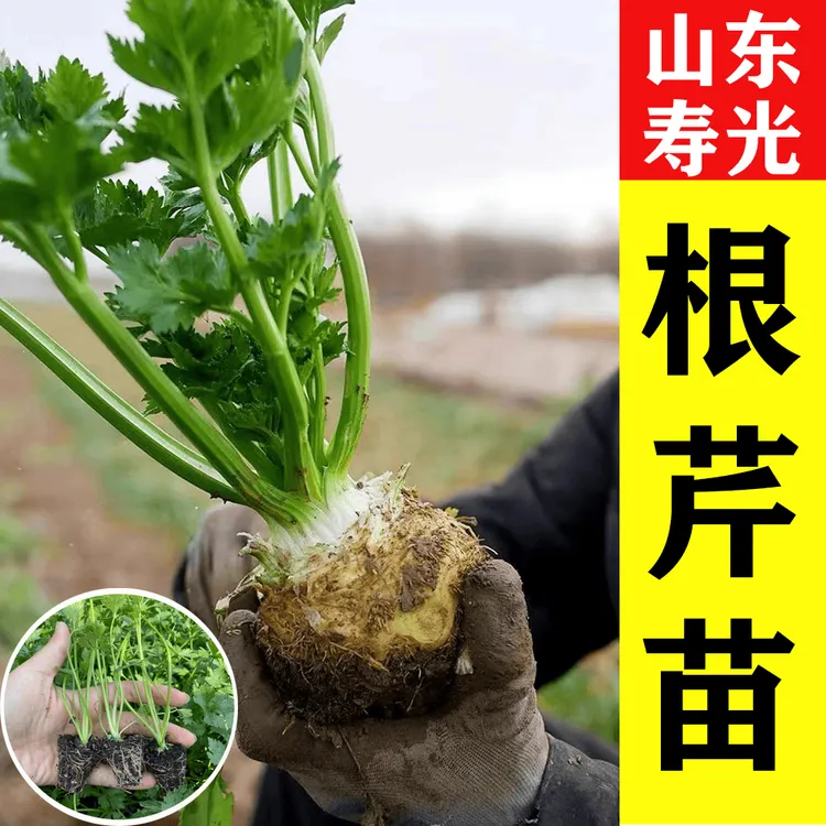 根芹苗当季蔬菜根芹种球菜秧苗新鲜农家蔬菜苗芹菜苗地中海疙瘩