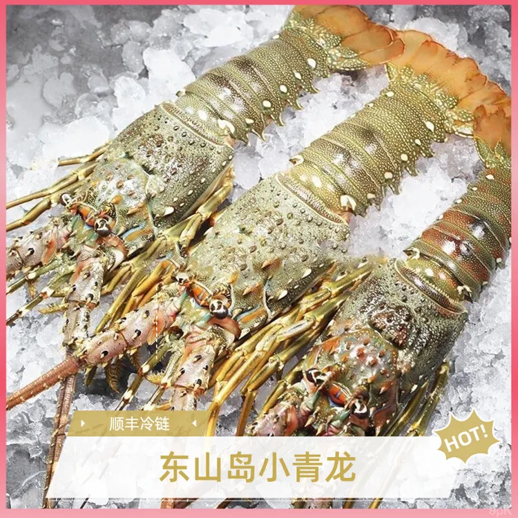 【三只装】东山岛活冻小青龙鲜活速冻大青龙鲜嫩海捕急冻大龙虾海鲜
