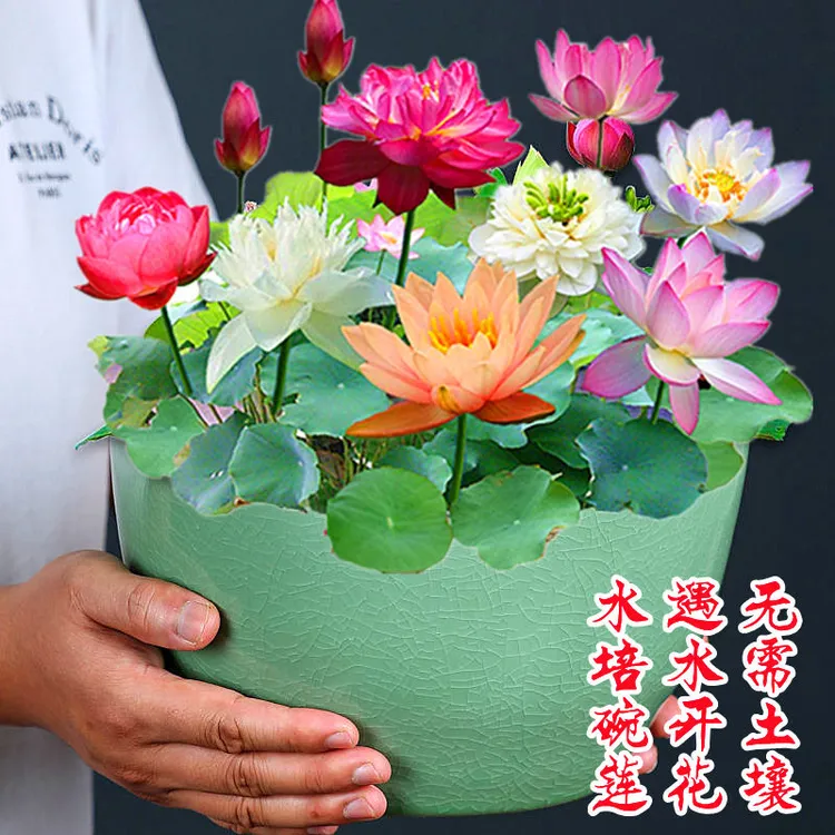 碗莲种子已开口四季播种水培植物睡莲荷花种子室内分在绿植花卉