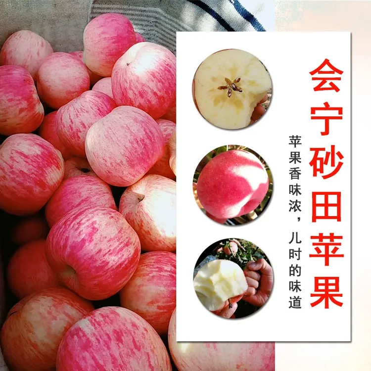  冰糖心苹果套袋富士甘肃会宁砂田苹果当季新鲜水果脆甜皮薄多汁