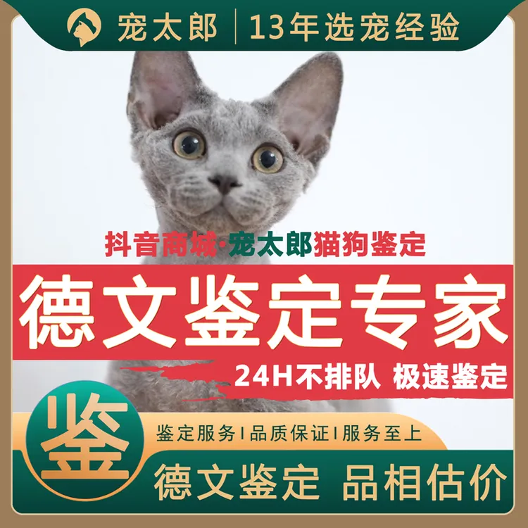 德文鉴定师咨询猫德文卷毛猫品相品种鉴定估价挑选德文估价猫鉴定