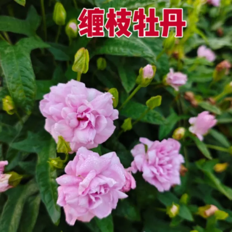 【正品现货】粉色重瓣缠枝牡丹种根正宗花卉