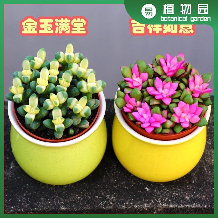 富贵吉祥多彩仙人球高端聚财室内阳台适合新手易养绿植花卉防辐射