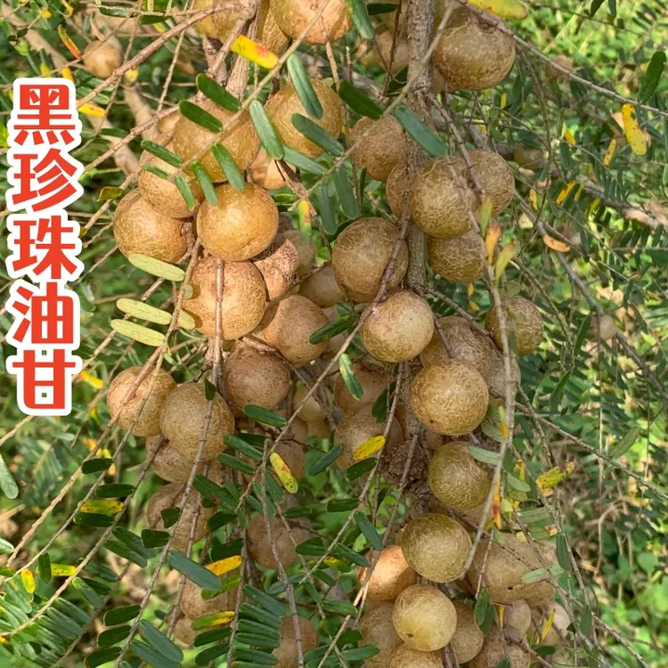 揭阳农民兄弟新品推荐山地黑珍珠油甘脆肉甘甜多汁无渣果园直发