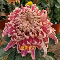 【国华晴舞台】大花富贵菊九月菊花苗盆栽适合室内外花开好看