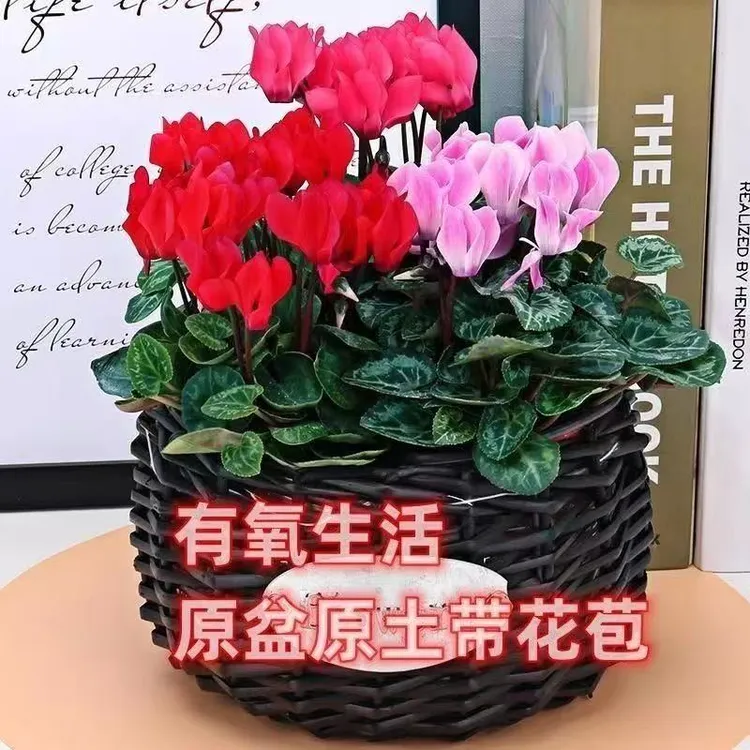 仙客来大花重瓣花卉带花苞发货四季开花室内好养盆栽迎客来爆盆