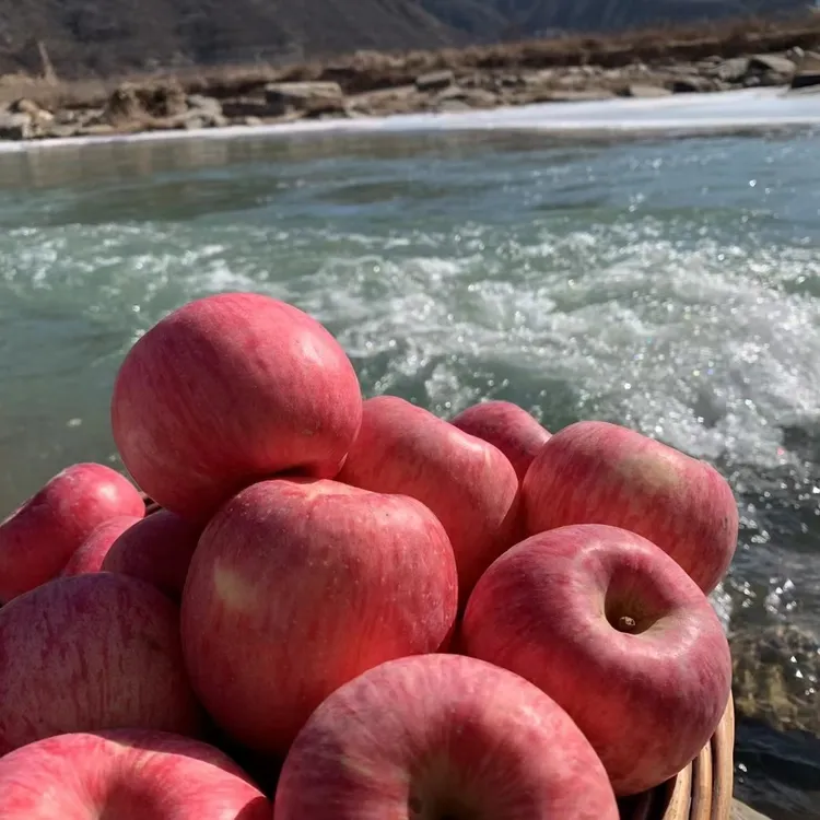 【壹家壹树】洛川苹果大果9颗体验款：甜脆超满足，试吃必选