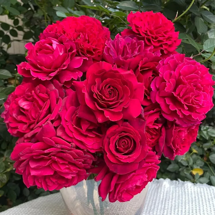 【3颗包邮】红丘/天家胭脂月季灌木大花多季开花阳台盆栽花卉