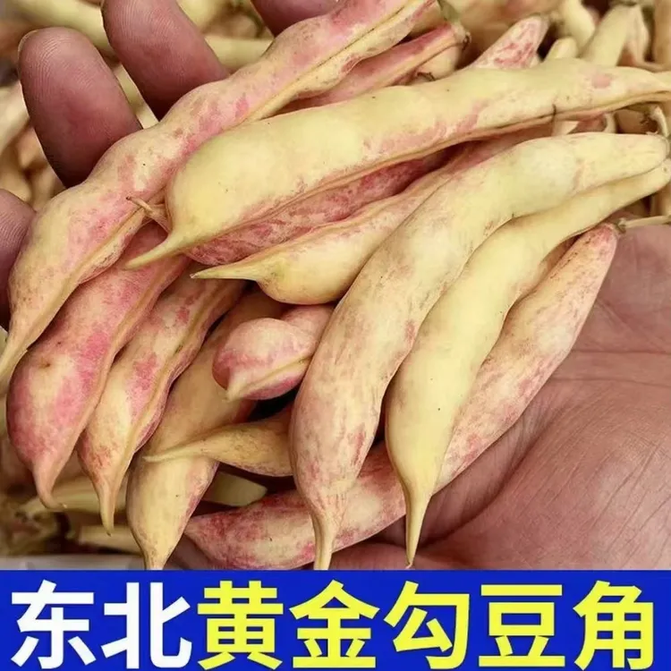 东北黄金勾豆角 精品钩钩黄 农家小园豆角
