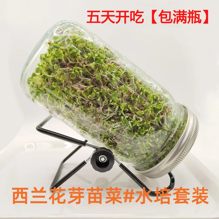 当季西兰花芽苗种子高萝卜硫素梅森瓶种植水培芽苗菜西蓝花新种孑