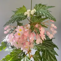 乌头杂秋海棠室内绿植盆栽原土原盆发货好看好养