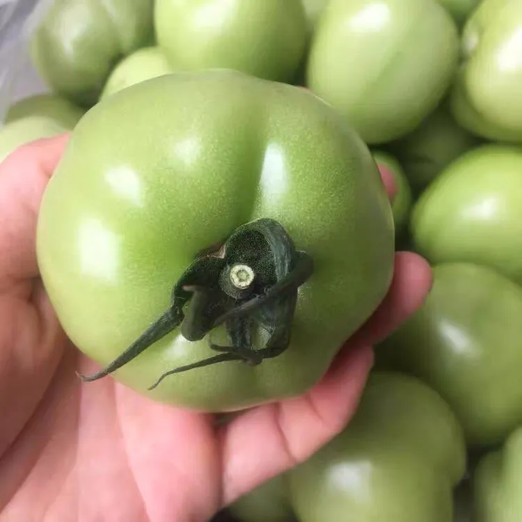 湖北宜昌长阳青西红柿炒菜春季新鲜青番茄未成熟绿番茄新鲜生脆爽