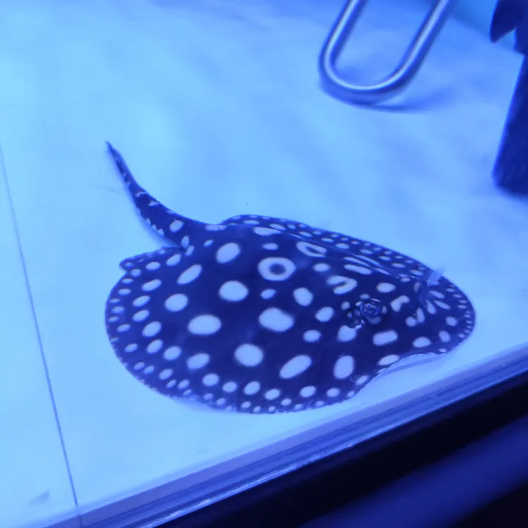 皇冠黑白魟鱼活体热带观赏鱼耐活适合混养