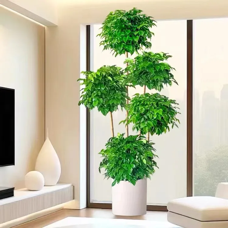 好养绿植大型五层幸福树绿宝盆栽大老桩室内客厅平安树吸甲醛