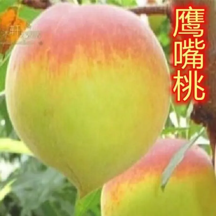 正宗嫁接连平鹰嘴桃树苗三月桃果树苗南北方种植盆栽地栽当年结果