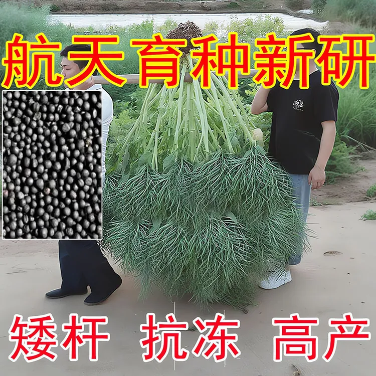 矮杆黑珍珠油菜籽早熟高产原装正品黑油菜种子抗冻耐寒榨油菜籽