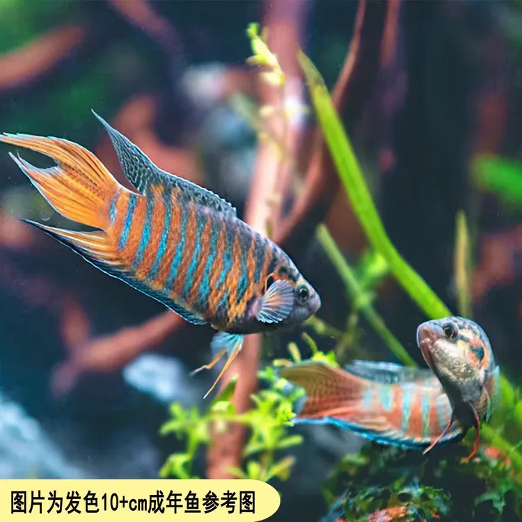 活体观赏鱼中国斗鱼淡水耐养小鱼小型淡水鱼包邮冷水鱼无需打氧气