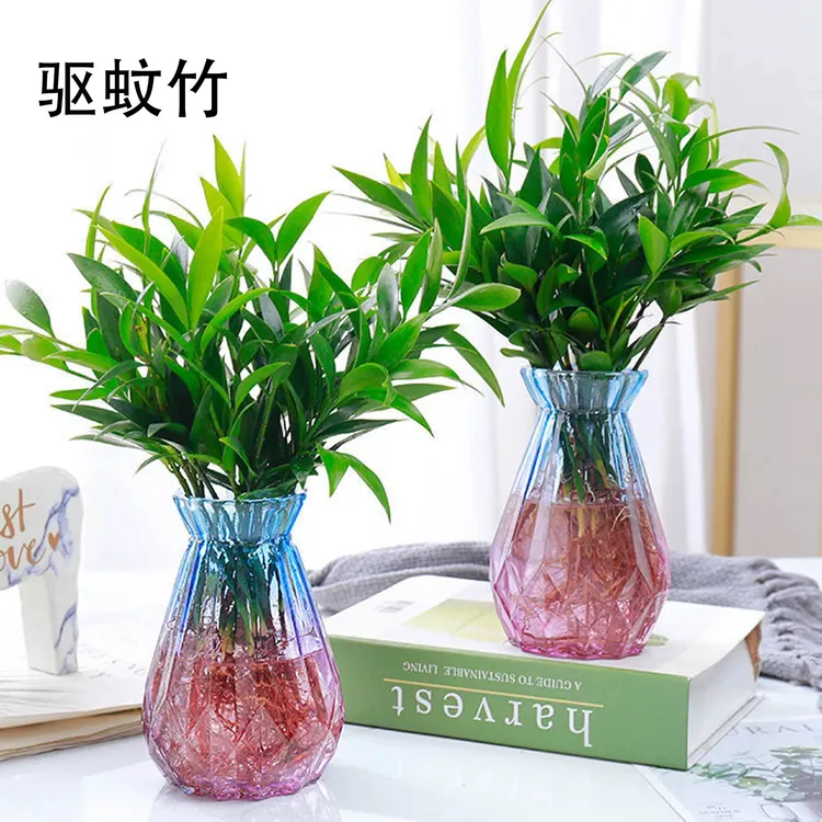 【水培竹柏】驱蚊竹水养盆栽绿植水培花卉客厅办公好养四季常青