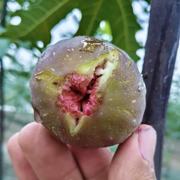 芭劳奈无花果树熟开裂果当日现摘现发坏果包赔顺丰特快