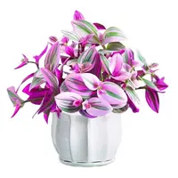 1号王小二婚礼油画全店多肉任意拍满2单发货 拍满5单送一包吡虫啉