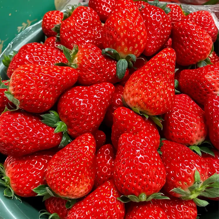 【顺丰空运】云南高原露天种植现摘现发新鲜草莓顺丰空运送货上门