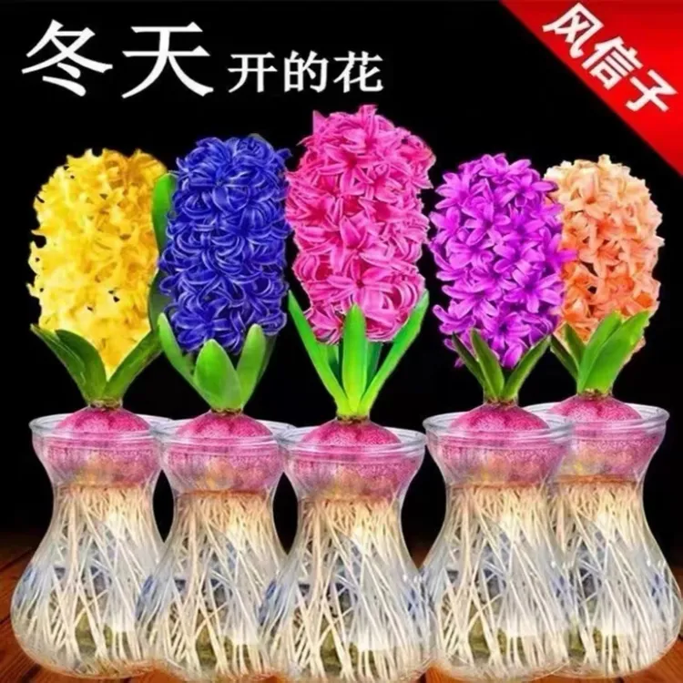 带水培瓶子发四个颜色风信子水培土培皆可的风信子种球室内外四季好养花卉盆栽