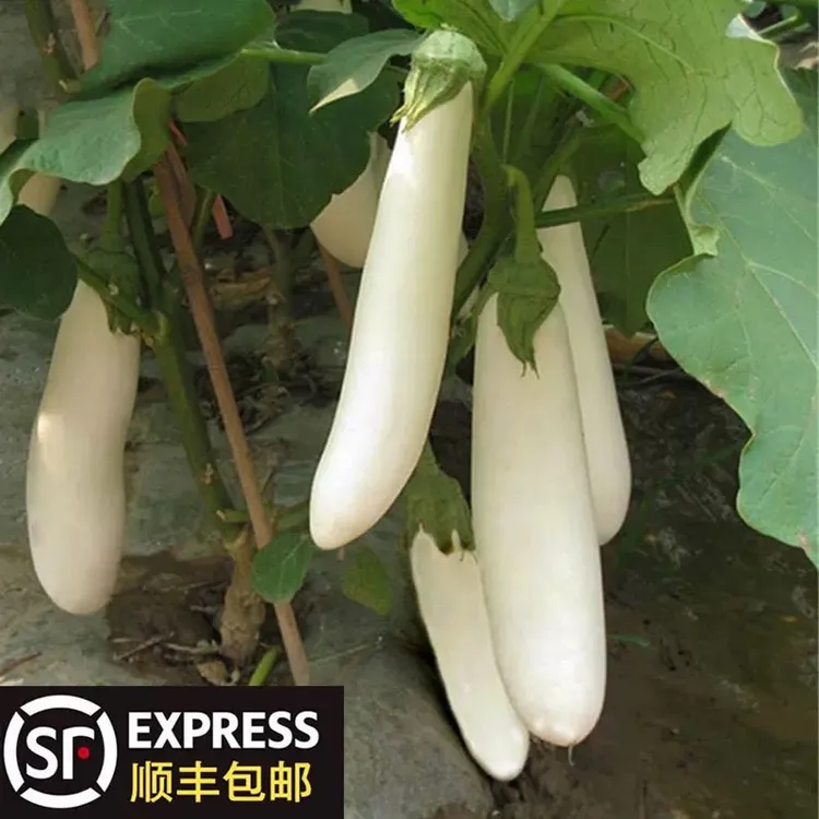 农家自种当季新鲜白茄子现摘现发皮薄肉嫩