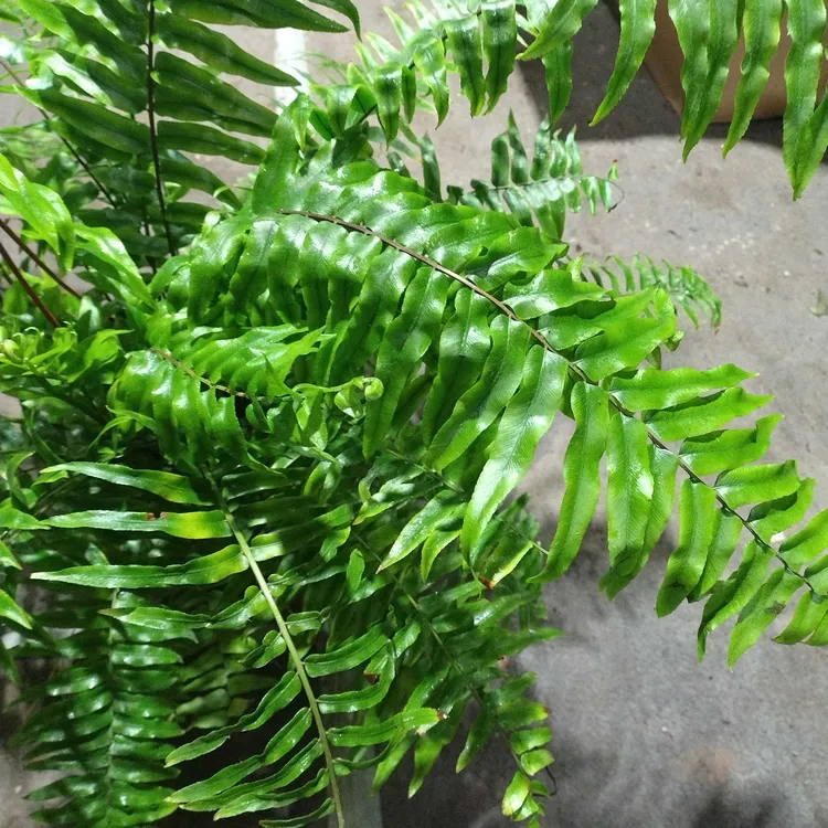 长叶垂吊霸王蕨盆栽室内外耐阴四季常青好养观叶绿植