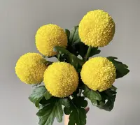 婵姐优选   黄色乒乓菊