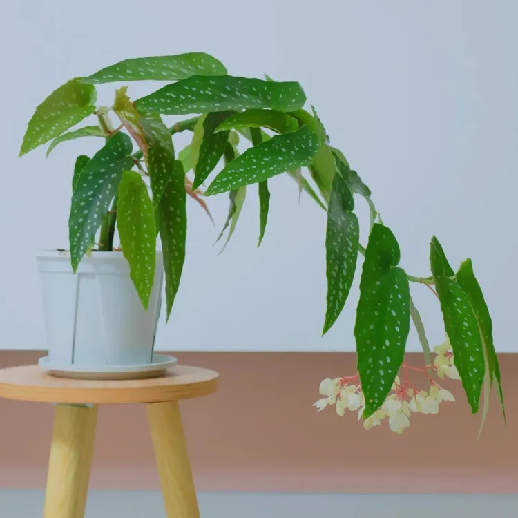 微风竹节秋海棠网红室内耐阴植物书房玄关观赏造景花卉