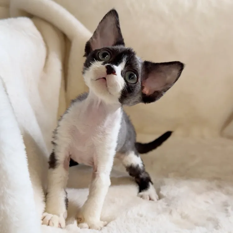 一休德文猫|黑白开鼻贴妹妹（小体）3个月