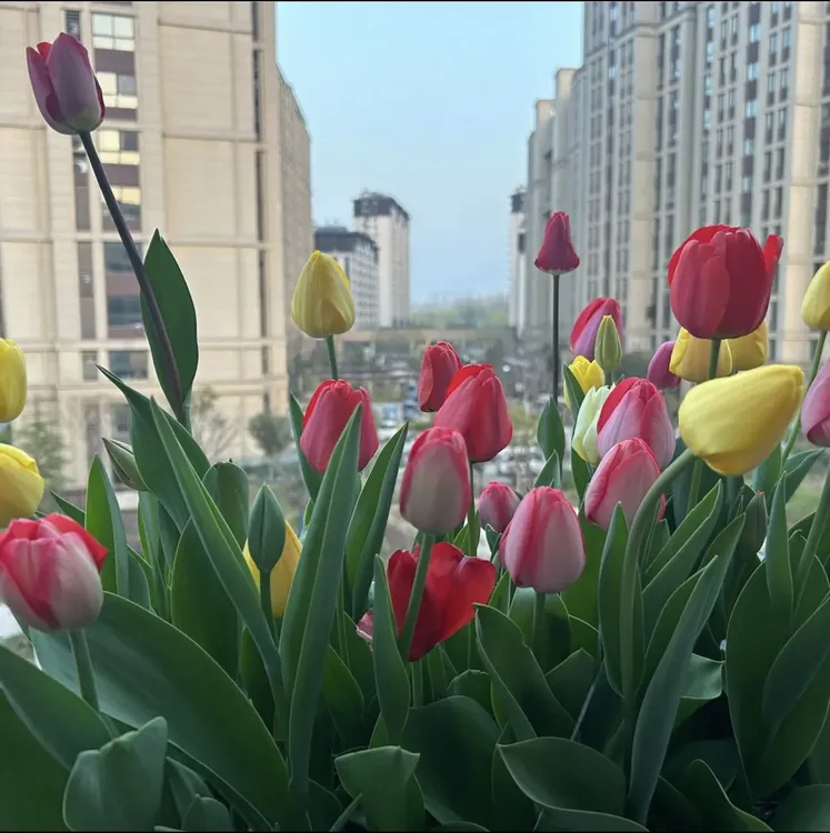 双十一特惠【郁金香种球】可水培可土培室内阳台庭院盆栽花卉