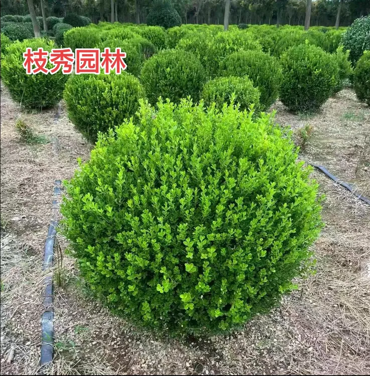 小叶瓜子黄杨球四季常青庭院绿化球形绿植黄杨小球四季常绿