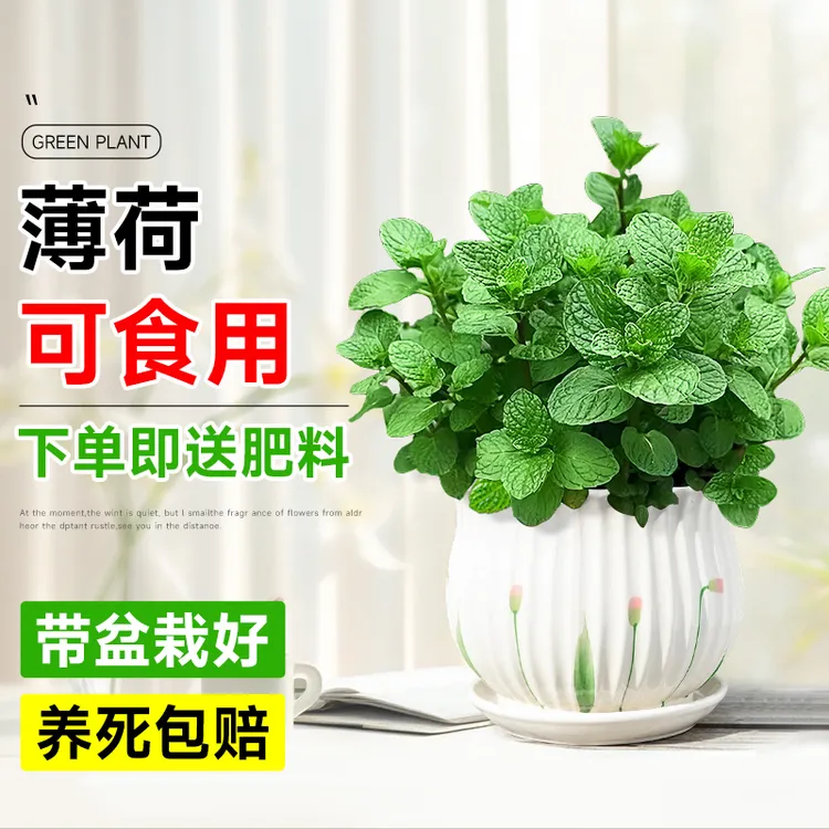 大盆薄荷盆栽可食用大苗驱蚊绿植室内迷迭香四季香草植物猫薄荷叶