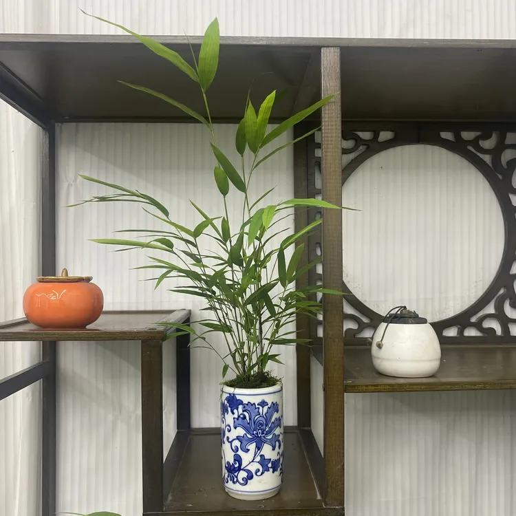 青花瓷内门竹盆景正版桥画中竹子四季常青雅致经典！桌摆竹子盆景！