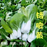 【满五包包邮】矮脚黄种子四季播农家蔬菜青菜种子矮易种