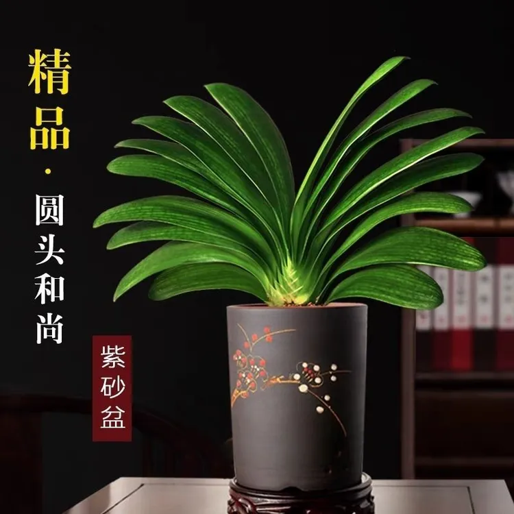精品大盆君子兰盆栽老苗办公室内绿植好养四季常绿净化空气名贵