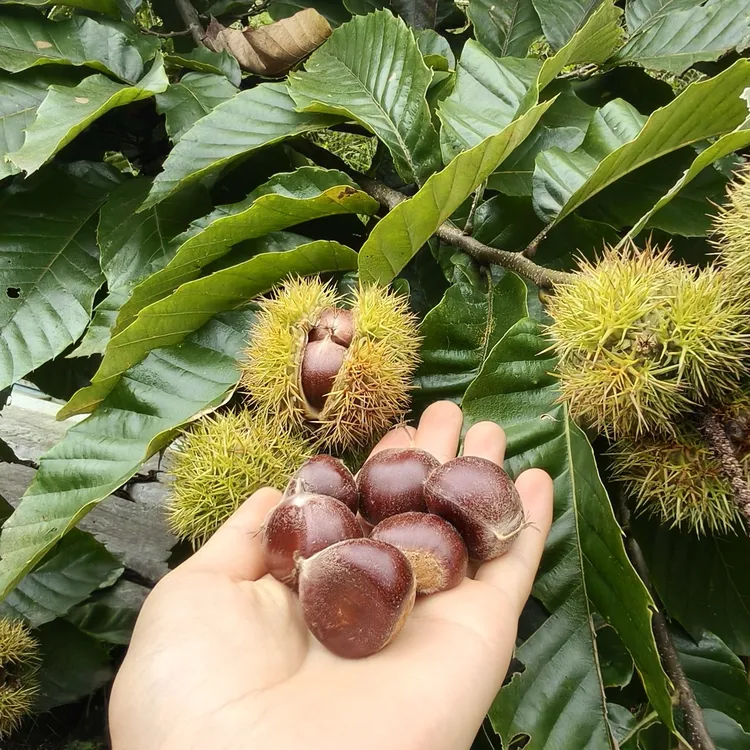云南当季野生板栗 