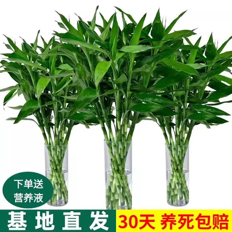  富贵竹70-90厘米水培植物好养易活室内客厅绿植花卉根观音竹带