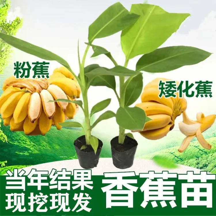 矮化香蕉树苗盆栽地栽耐寒矮化南方北方四季庭院果树苗