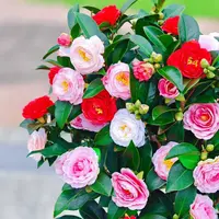 【加大加高80-100cm】四季茶花原土原盆带花发货